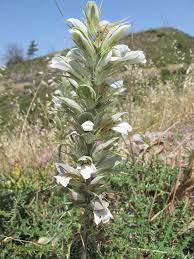 Image result for Sclerochiton hirsutus