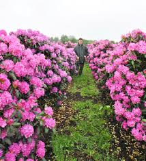 2 more photos view gallery. Rhododendron Roseum Elegans Rhododendron Roseum Elegans Van Den Berk Baumschulen