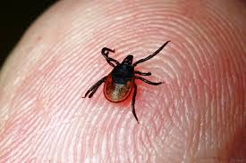 Ukus Klesha Chto Delat K Komu Obrashatsya I Kakie Stolichnye Ploshadki Luchshe Obhodit Storonoj Turisticheskij Blog Ob Otdyhe V Belarusi