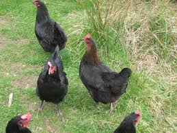 Black And White Hen Black Star Chicken Hen Google Search Black And White Chickens Black Star Chickens White Chicken