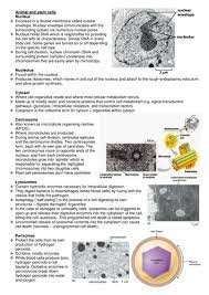 While a bacterial cell does have a cell wall and a cell membrane, it does not contain a nucleus. A Level Notes Animal And Plant Cells Teaching Resources