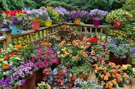 These profuse bloomers are extremely forgiving and come in a wide range of colors. Ideal Plants For Container Gardening Omar Gardens Blog