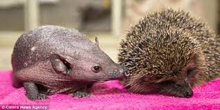 Bald Baby Hedgehog Discovered In A Garden Is Lucky To Be Alive Baby Hedgehog Hedgehog Pet Hedgehog