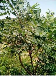 Image result for Cassia sieberiana