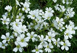 Image result for Cerastium indicum