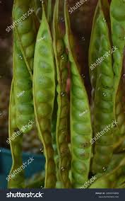 Image result for Crudia