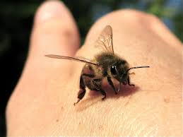 Black And White Wasp With Long Stinger Pin On Science