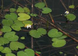Image result for Nymphoides senegalensis
