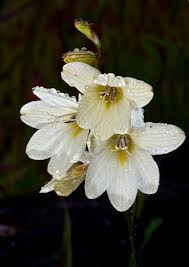 Image result for Tritonia