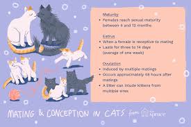 Female dogs reach sexual maturity between the ages of 6 to 12 months, although some larger breeds may take up to 2 years. Mating And Conception In Cats