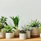 Houseplant Essentials - Watertown event image