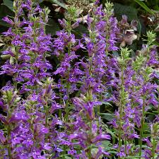 Image result for Lobelia minutula