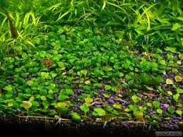 Image result for Marsilea subterranea