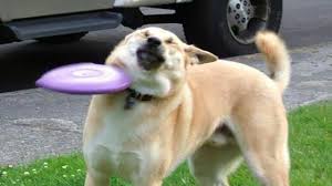 Funniest Animals Best Of The 2020 Funny Animal Videos Cutest Animals Ever Youtube