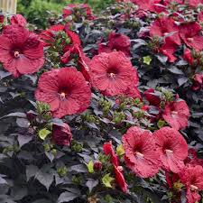 Image result for Hibiscus noldeae