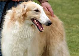 Borzoi Dog Is Also Calm And Discipline That Fits Into A Pet At Home Description From Wallpaperandwallpaper Blogspot Com Borzoi Dog Borzoi Greyhound Dog Breed