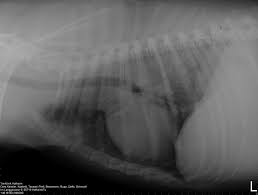 Eine katze wies einen sp aufgrund eines primären adenokarzinoms der lunge auf. Respirationstrakt Aus Sicht Eines Klinikers Nase Nasopharynx Trachea Lunge Mediastinum Pdf Kostenfreier Download