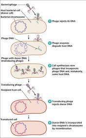 Generalized Transduction Microbiology Study Microbiology Biochemistry