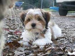 Shih Tzu Dog Shorkie Puppies Yorkie Mix Puppies