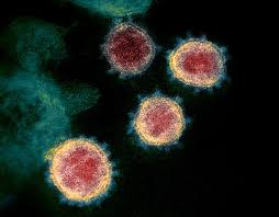 A virus is a submicroscopic infectious agent that replicates only inside the living cells of an organism. Le Nuove Immagini Del Coronavirus Il Foglio