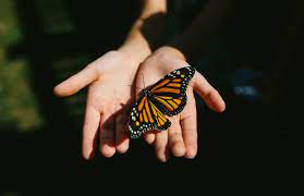 Butterflies, along with the mothsand the skippers, make up the insectorder lepidoptera. Butterfly Symbolism Spiritual Meaning Behind The Animal