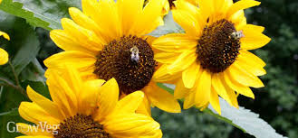 15 stunning sunflower wedding bouquets. The Fun Of Growing Sunflowers