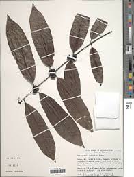 Image result for Polysphaeria