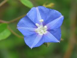 Image result for Bonamia mossambicensis