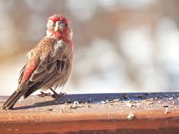 Wild Bird Diseases Update Feeding Restrictions Are Lifted Birds And Blooms