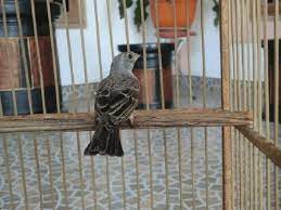 Tips Penangkaran Burung Edel Sanger Agar Bisa Sukses Burung Jalak