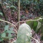 Image result for Afrostyrax