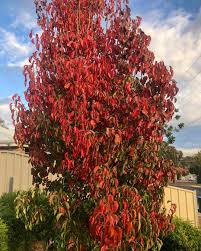 Image result for Pycreus permutatus