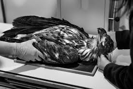 What Is Killing Wisconsin's Bald Eagles?