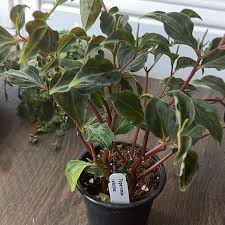 Image result for Kalanchoe velutina