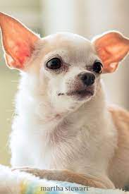 10 Dog Breeds That Look Like Puppies Even When They Re Fully Grown Dog Breeds Puppies Pets