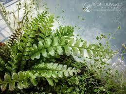 Image result for Trichomanes