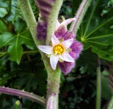 Image result for Solanum tettense