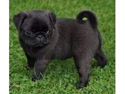 Lovely Pug Puppies For Sale Black Pug Puppies Pug Puppies Cute Pug Puppies