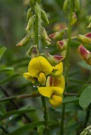 Image result for Crotalaria confertiflora