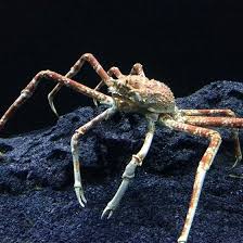 The japanese spider crab's presence commands attention with its bright orange hue and 10 lengthy limbs. Japanese Giant Spider Crab Aquarium La Rochelle