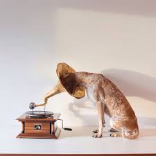 Amoebas Amoebas Everywhere Maddieonthings The Masters Voice My Coonhound Maddie Silly Dogs