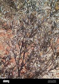 Image result for Dicoma tomentosa