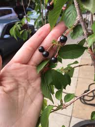 In colder climates grow the beach plum (prunus maritima), which is hardy to zone 3. Are Weeping Cherry Tree Fruit Edible Gardening