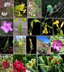 Image result for Apocynaceae subfamilies Apocynoideae and Rauvolfioideae