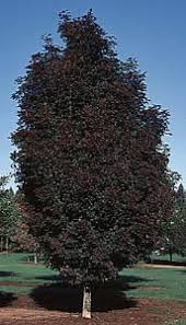 Acer platanoides 'crimson sentry' / crimson sentry norway maple tree: Crimson Sentry Maple The City Of Tualatin Oregon Official Website