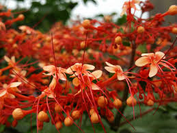 Image result for Clerodendrum fuscum