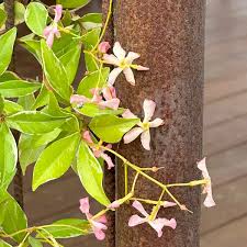 Image result for Trachelospermum