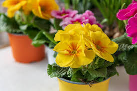 Top service große auswahl günstige ratenzahlung. Primel Photos Royalty Free Images Graphics Vectors Videos Adobe Stock