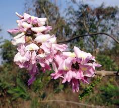 We did not find results for: Gliricidia Sepium Mexican Lilac Bee Tree Flowers Nitrogen Fixing India Pink Color Plant Flowering Plant Pxfuel
