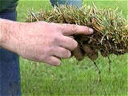Dethatching a lawn refers to the mechanical removal from a lawn of a thatch layer that is too thick. How To Dethatch A Lawn How Tos Diy